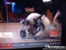 小兔吃瓜视频在线观看免费,欢乐无限,免费观看,畅享夏日 第3张 小兔吃瓜视频在线观看免费,欢乐无限,免费观看,畅享夏日 第3张