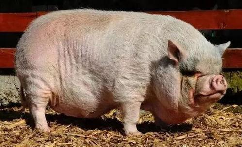 小猪崽子爆料视频大全,揭秘娱乐圈幕后真相 第1张 小猪崽子爆料视频大全,揭秘娱乐圈幕后真相 第1张