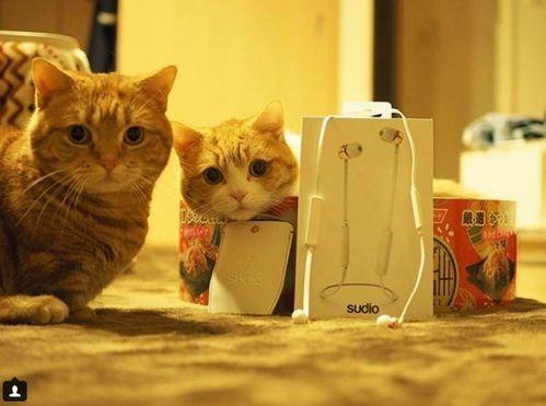 娱乐吃瓜茶小猫,揭秘茶小猫的幕后故事 第1张 娱乐吃瓜茶小猫,揭秘茶小猫的幕后故事 第1张