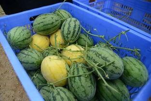 最大免费吃瓜网 第1张 最大免费吃瓜网 第1张